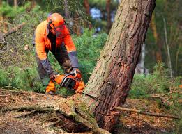 Best Tree Cabling and Bracing  in Harlowton, MT